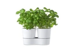 Mepal – Kruidenpot Twin - Wit – Automatische Bewatering – Altijd Verse Kruiden In De Keuken – Ook Geschikt Voor Planten 10 Mepal – Kruidenpot Twin - Wit – Automatische Bewatering – Altijd Verse Kruiden In De Keuken – Ook Geschikt Voor Planten -Mepal 1200x799 13