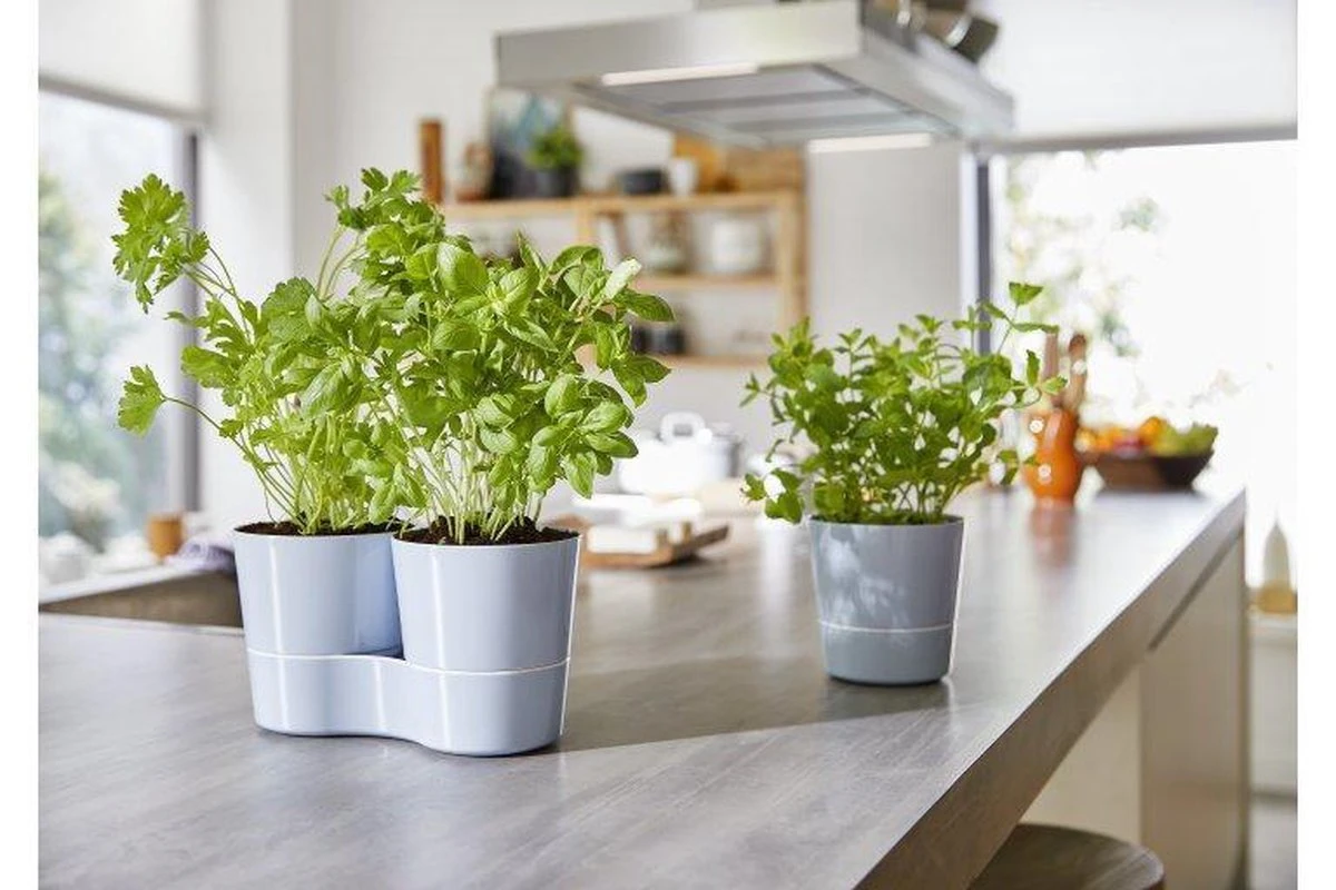 Mepal – Kruidenpot Twin - Wit – Automatische Bewatering – Altijd Verse Kruiden In De Keuken – Ook Geschikt Voor Planten 4 Mepal – Kruidenpot Twin - Wit – Automatische Bewatering – Altijd Verse Kruiden In De Keuken – Ook Geschikt Voor Planten - Afbeelding 2