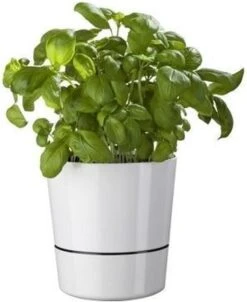 Mepal – Kruidenpot Large - Wit – Automatische Bewatering – Altijd Verse Kruiden In De Keuken – Ook Geschikt Voor Planten -Mepal 981x1200 1