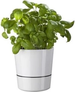 Mepal – Kruidenpot Large - Nordic Green – Automatische Bewatering – Altijd Verse Kruiden In De Keuken – Ook Geschikt Voor Planten 14 Mepal – Kruidenpot Large - Nordic Green – Automatische Bewatering – Altijd Verse Kruiden In De Keuken – Ook Geschikt Voor Planten -Mepal 981x1200